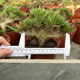 Crested Pachypodium rosulatum var. gracilius — plant photograph 11