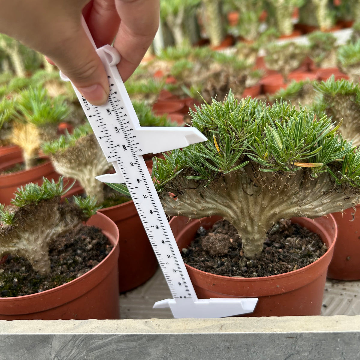 Crested Pachypodium rosulatum var. gracilius — plant photograph 12