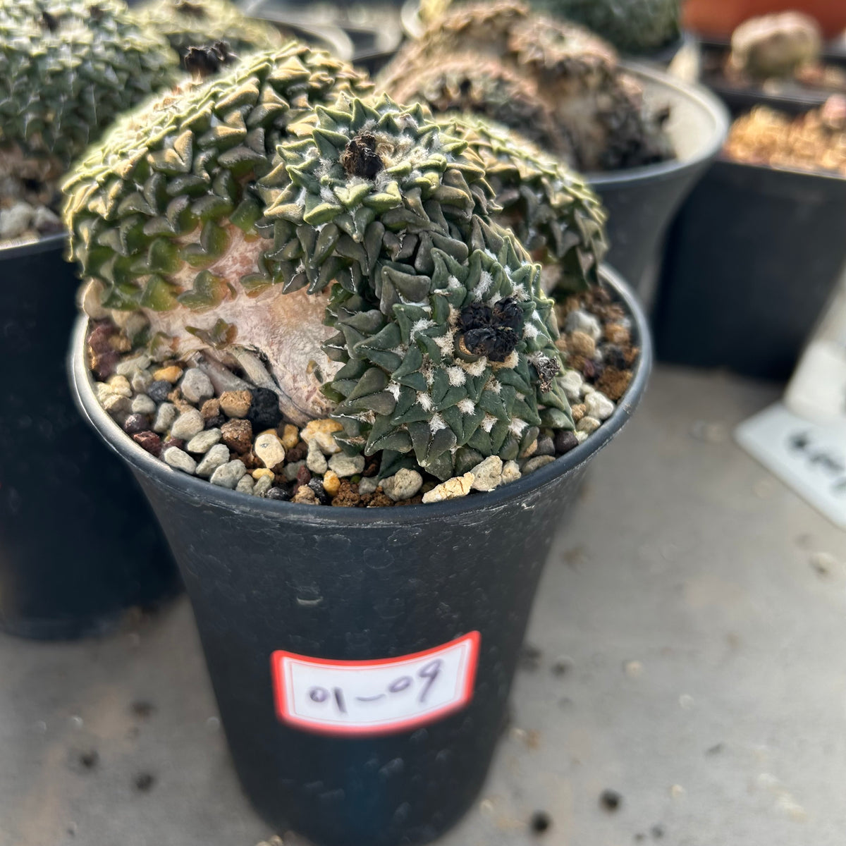 Ariocarpus kotschoubeyanus var. elephantidens