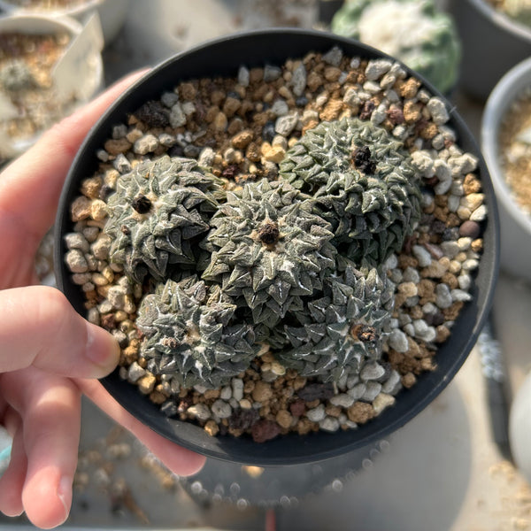 Ariocarpus kotschoubeyanus var. elephantidens