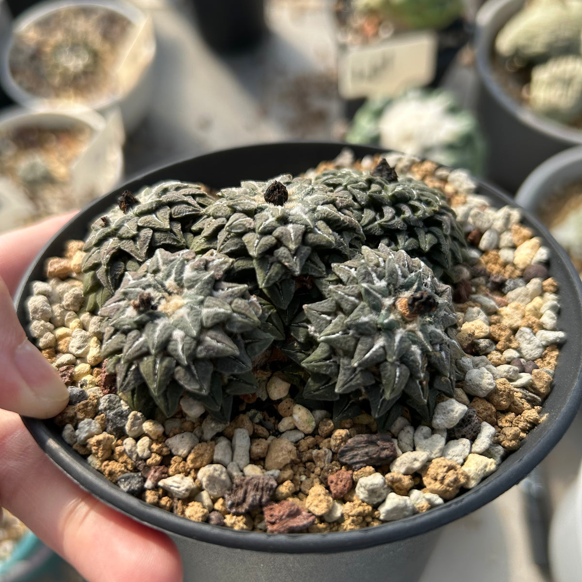 Ariocarpus kotschoubeyanus var. elephantidens