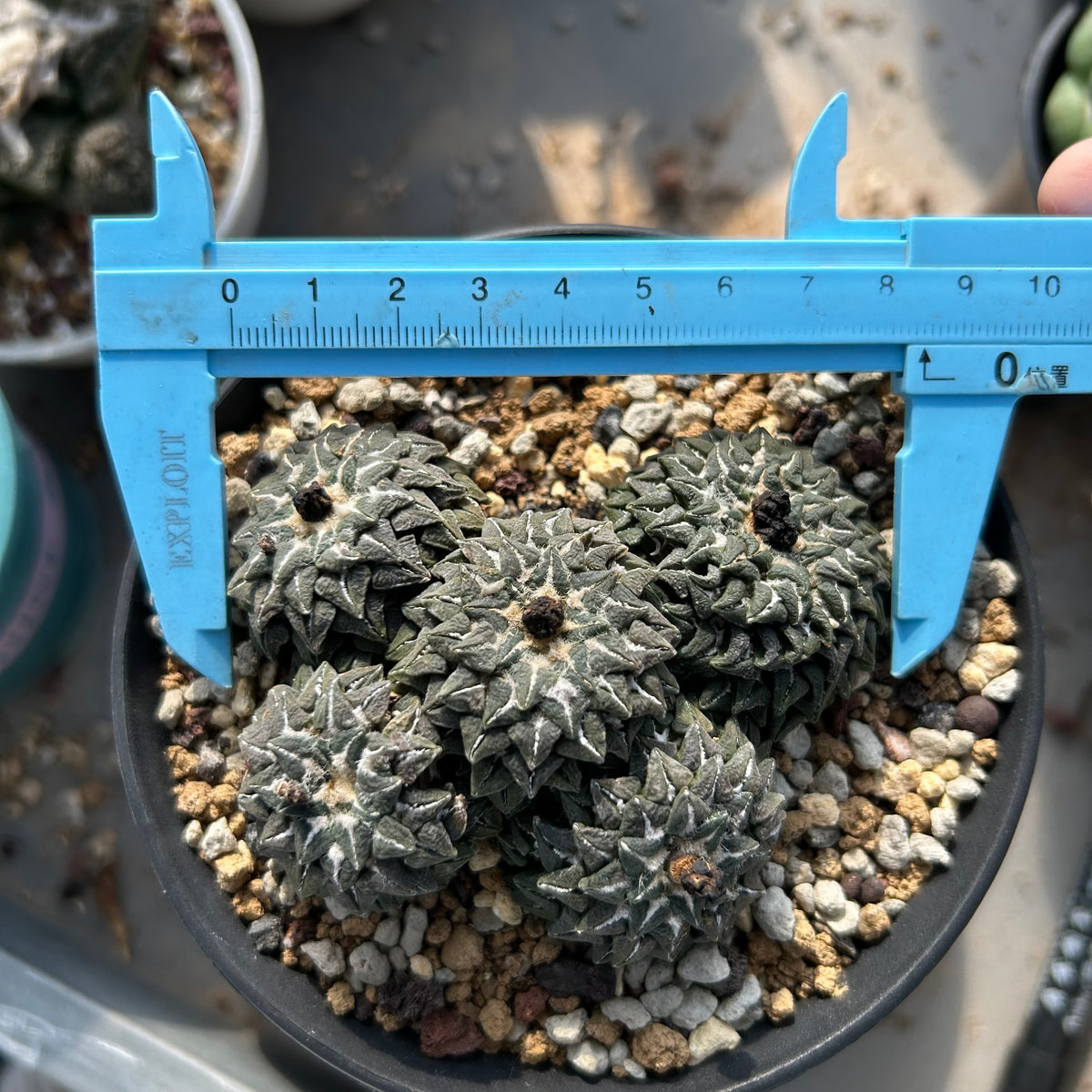 Ariocarpus kotschoubeyanus var. elephantidens