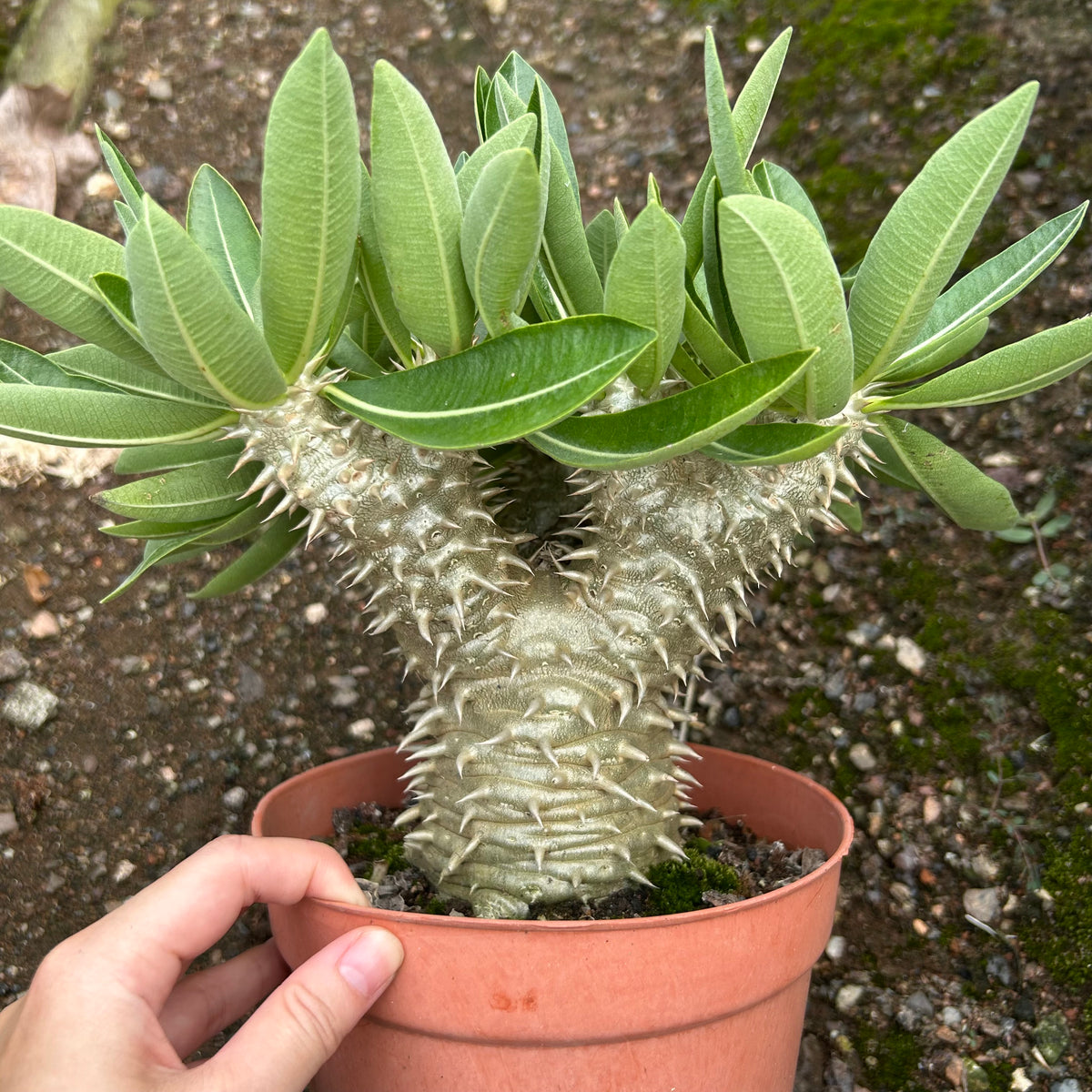 Pachypodium brevicaule x densiflorum
