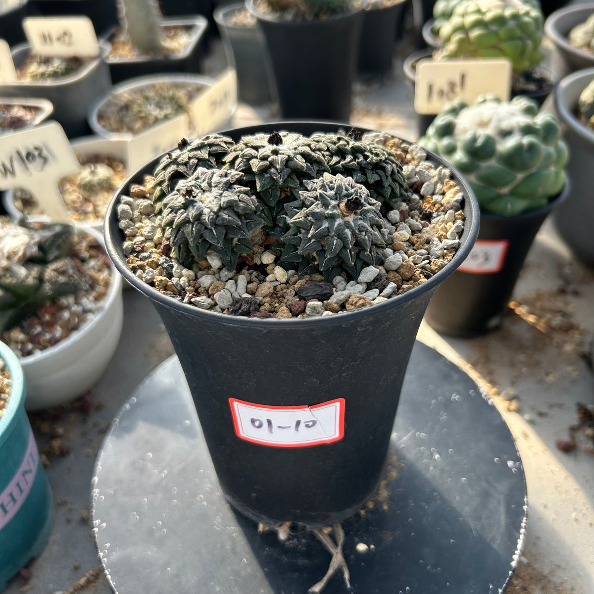 Ariocarpus kotschoubeyanus var. elephantidens