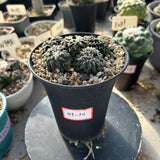Ariocarpus kotschoubeyanus var. elephantidens