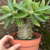 Pachypodium brevicaule x densiflorum