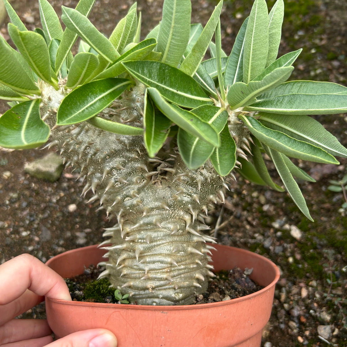 Pachypodium brevicaule x densiflorum