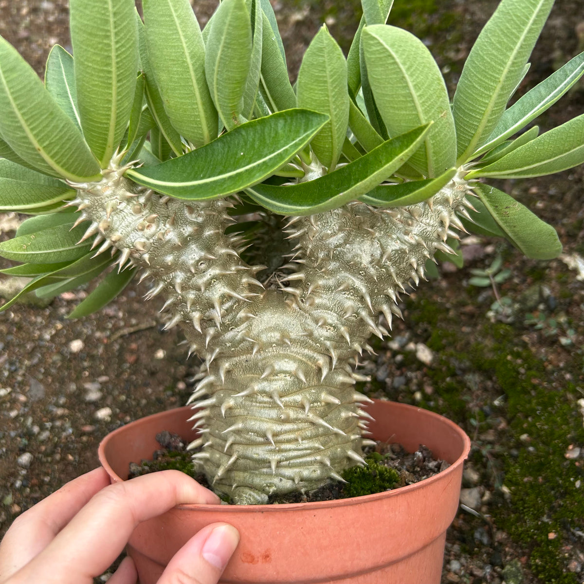 Pachypodium brevicaule x densiflorum