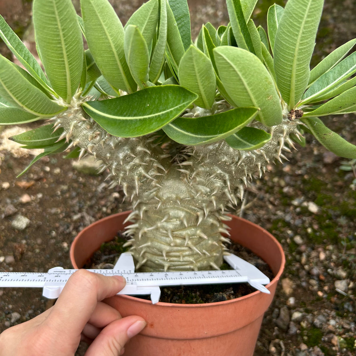 Pachypodium brevicaule x densiflorum