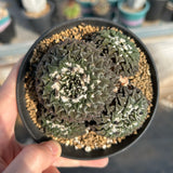 Ariocarpus kotschoubeyanus var. elephantidens