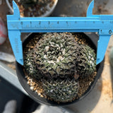 Ariocarpus kotschoubeyanus var. elephantidens