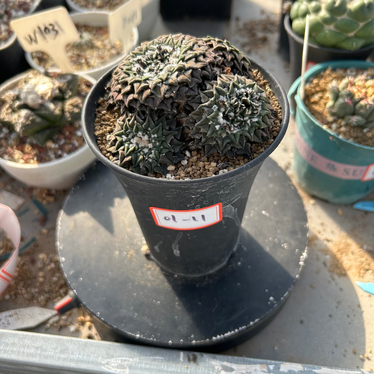 Ariocarpus kotschoubeyanus var. elephantidens