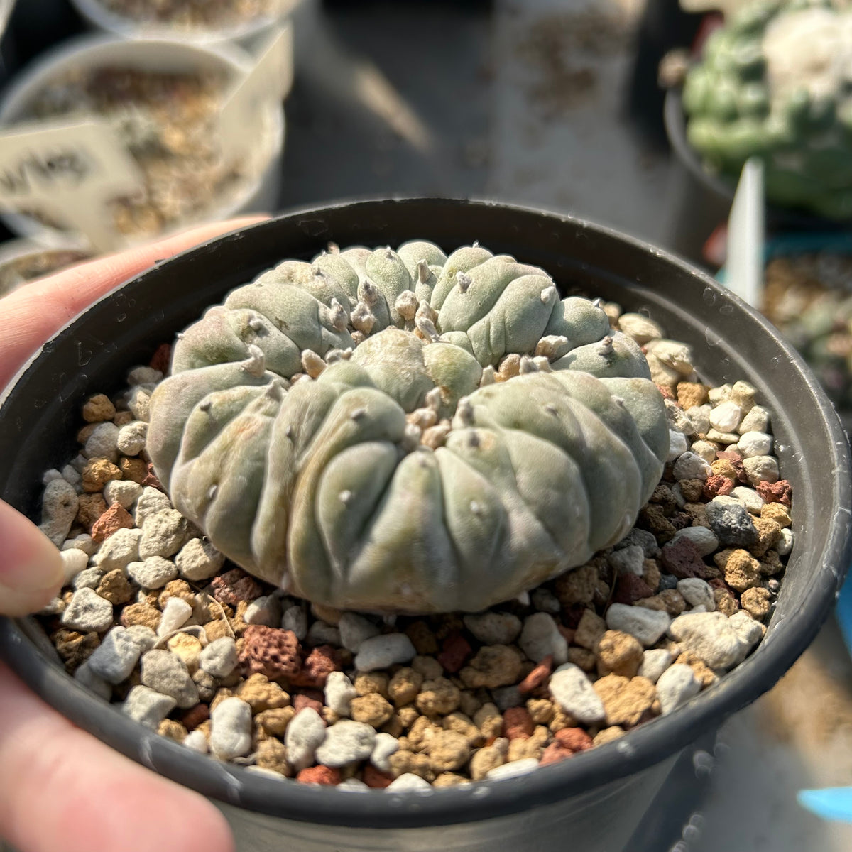 Lophophora fricii - BotanicalCollector