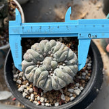 Lophophora fricii - BotanicalCollector