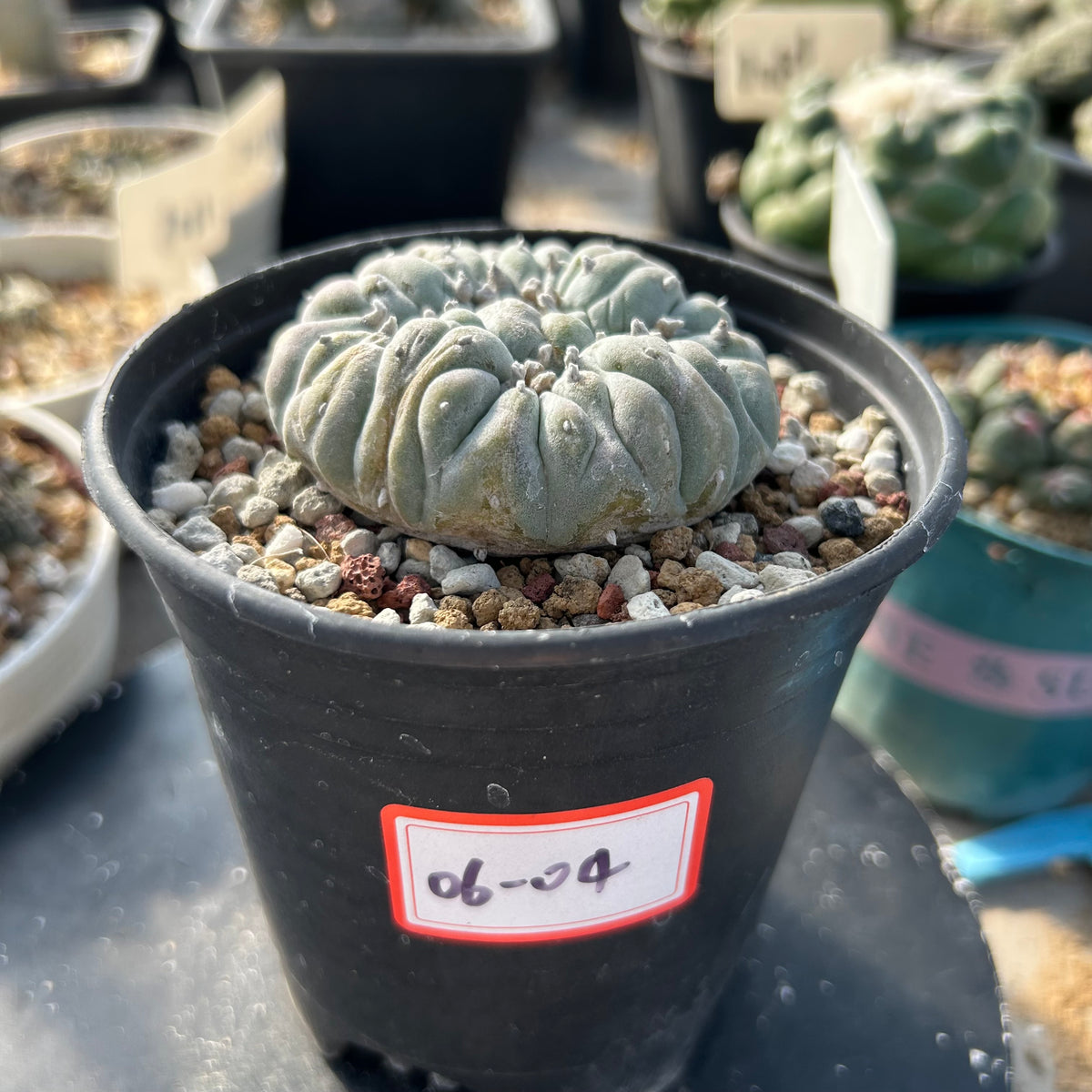 Lophophora fricii - BotanicalCollector