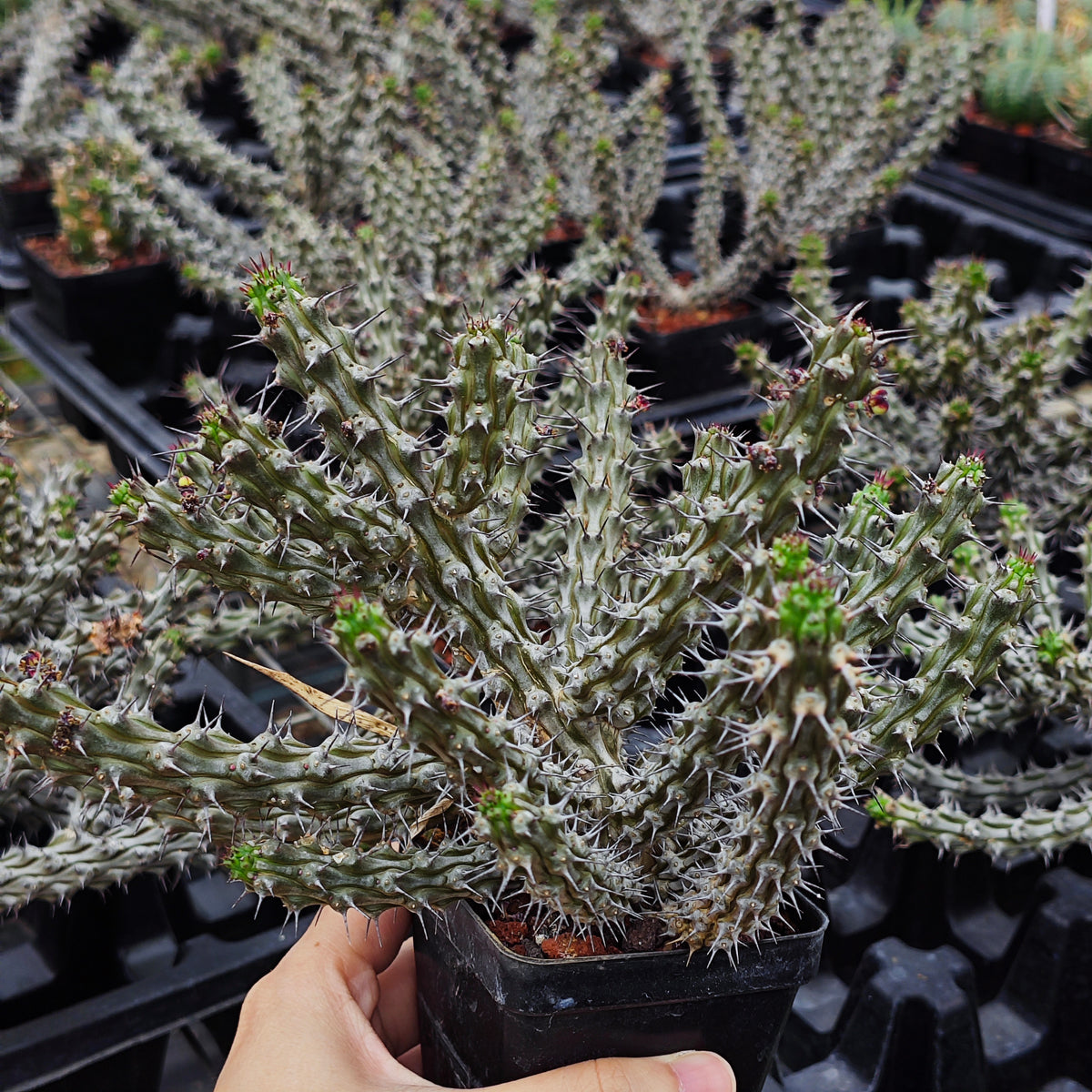 Euphorbia corniculata