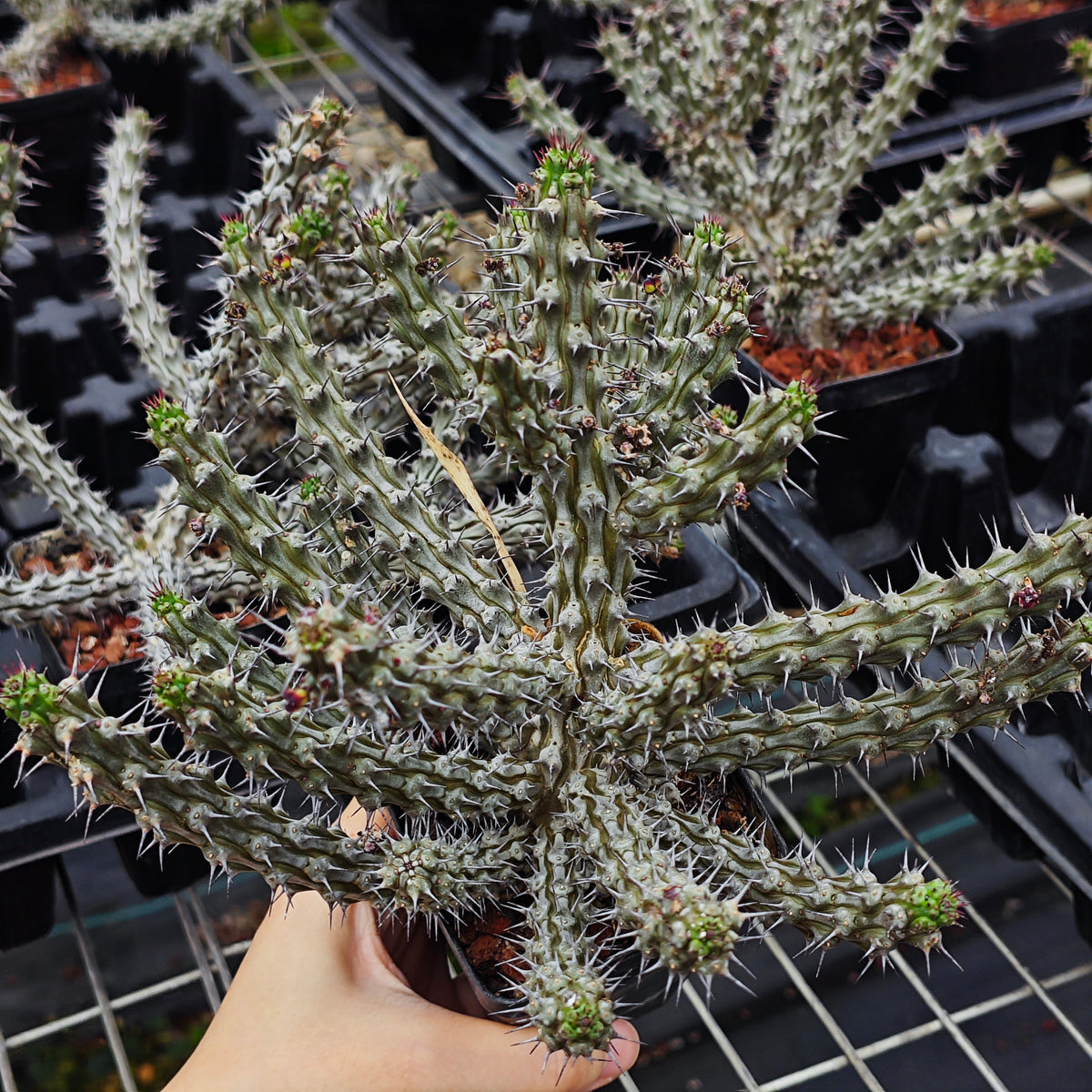Euphorbia corniculata