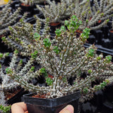 Euphorbia corniculata