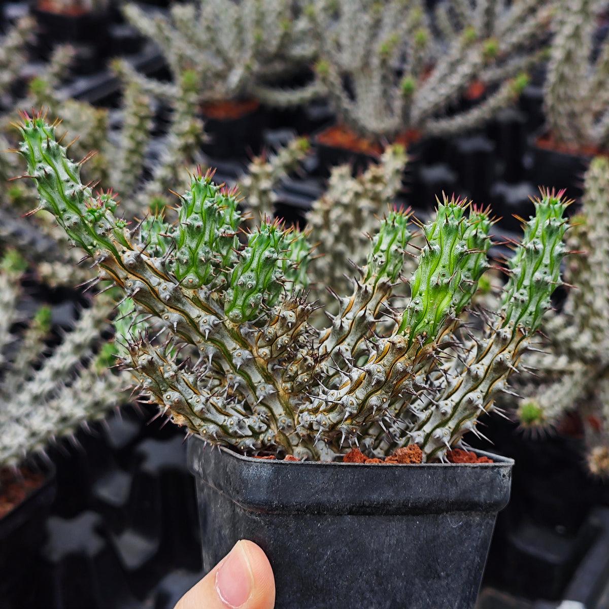 Euphorbia corniculata