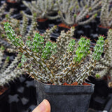 Euphorbia corniculata