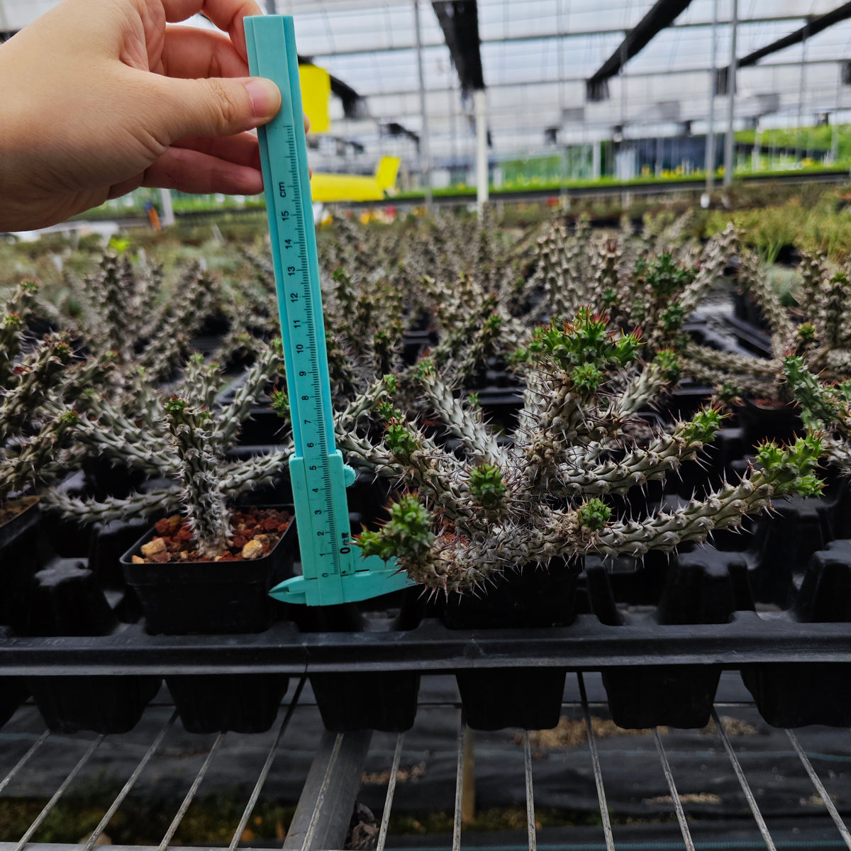 Euphorbia corniculata
