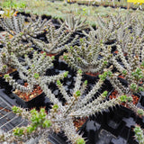Euphorbia corniculata