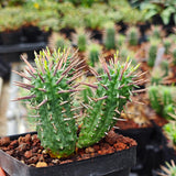 Euphorbia inconstantia