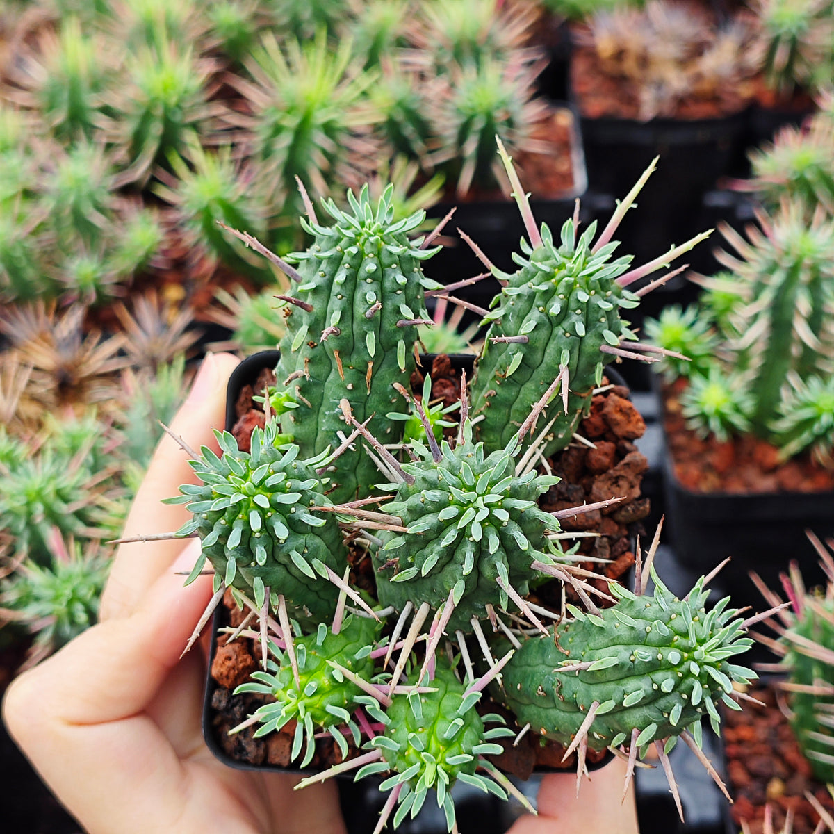 Euphorbia inconstantia