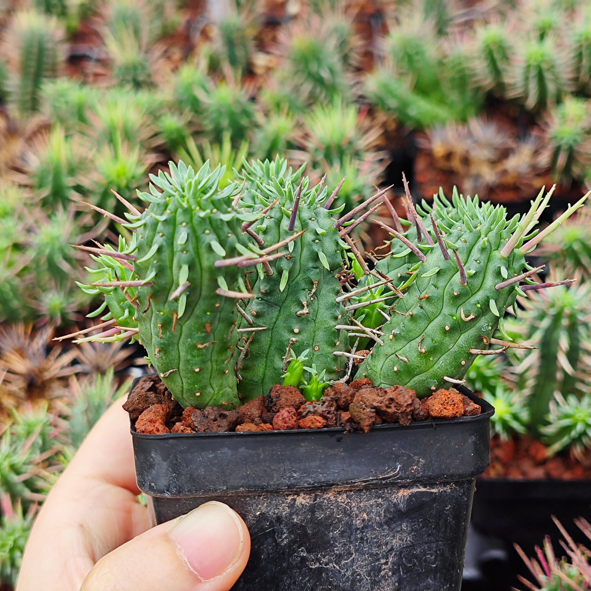 Euphorbia inconstantia