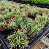 Euphorbia inconstantia
