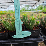 Euphorbia inconstantia