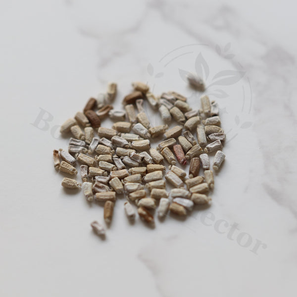 Monadenium invenustum Seeds — Monadenium — 2026 seed listing — 1 Seed — image 1: loose seeds displayed on a light background