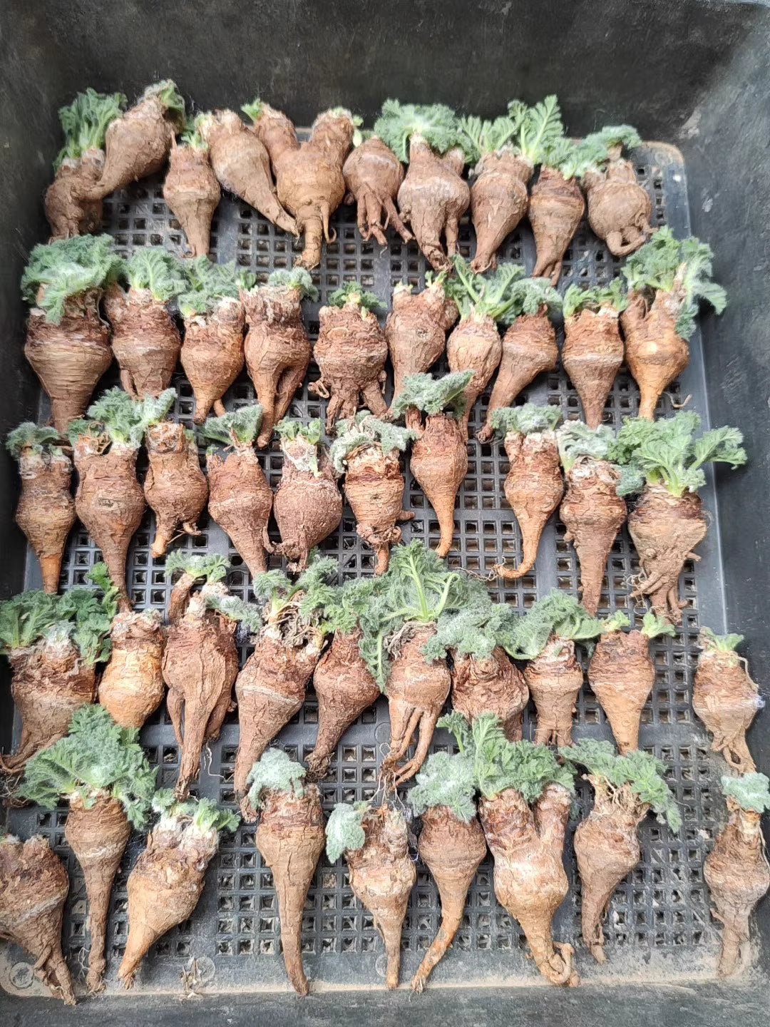 Pelargonium appendiculatum - BotanicalCollector