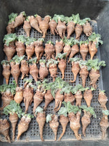 Pelargonium appendiculatum - BotanicalCollector