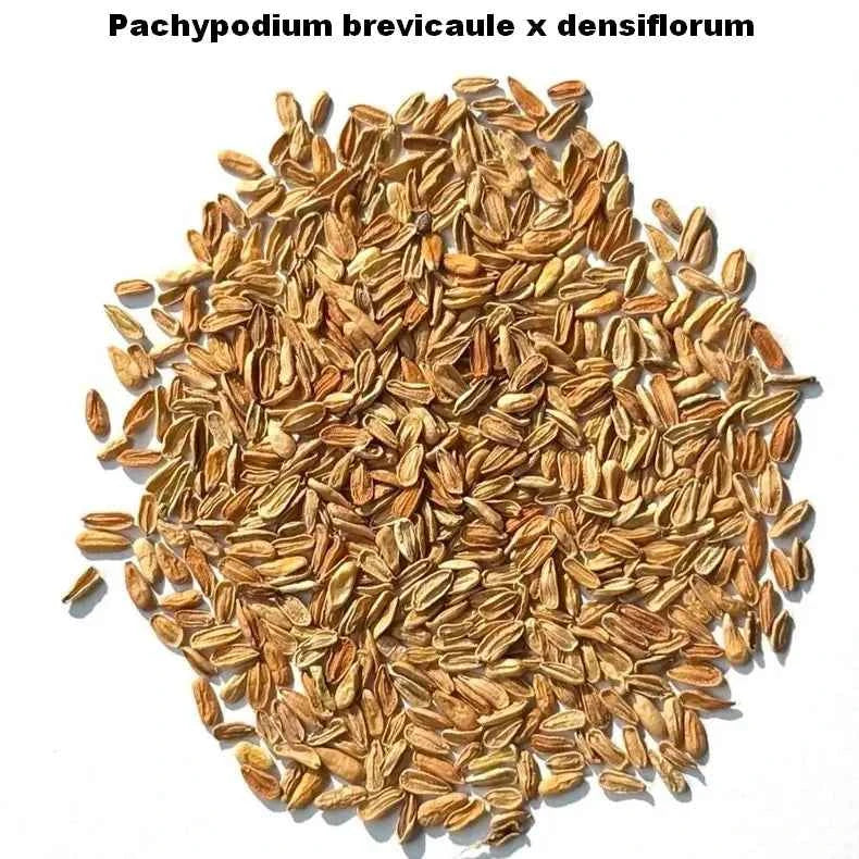 Pachypodium brevicaule x densiflorum Seeds-image-1
