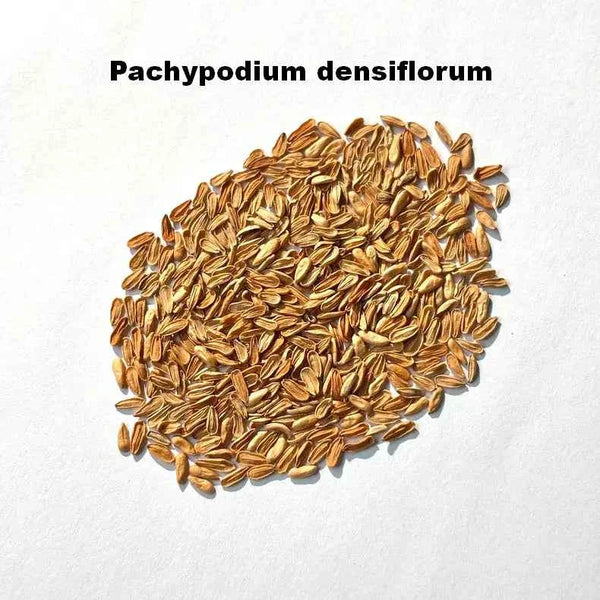 Pachypodium densiflorum Seeds-image-1
