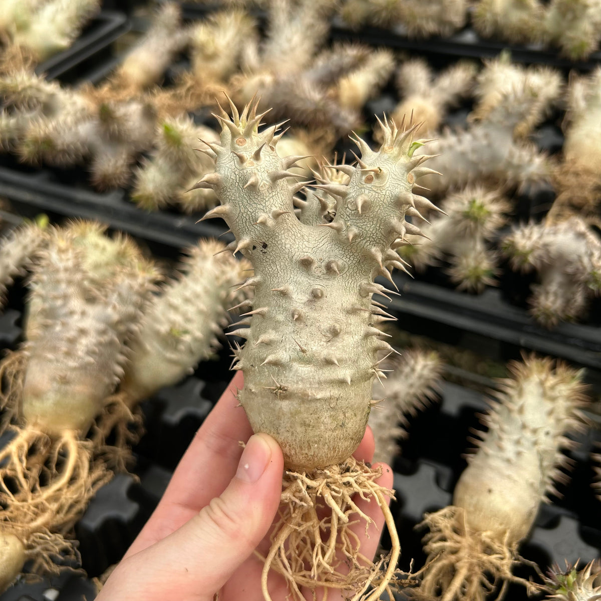 Pachypodium densiflorum x eburneum-Pachypodium-H4-6cm-image-4