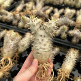 Pachypodium densiflorum x eburneum-Pachypodium-H4-6cm-image-4