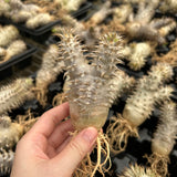 Pachypodium densiflorum x eburneum-Pachypodium-H4-6cm-image-5