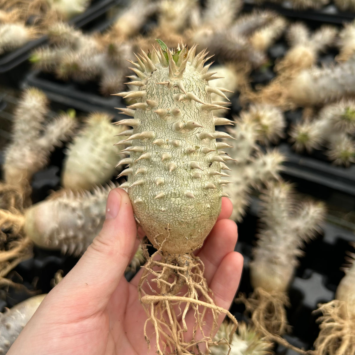 Pachypodium densiflorum x eburneum-Pachypodium-H4-6cm-image-6