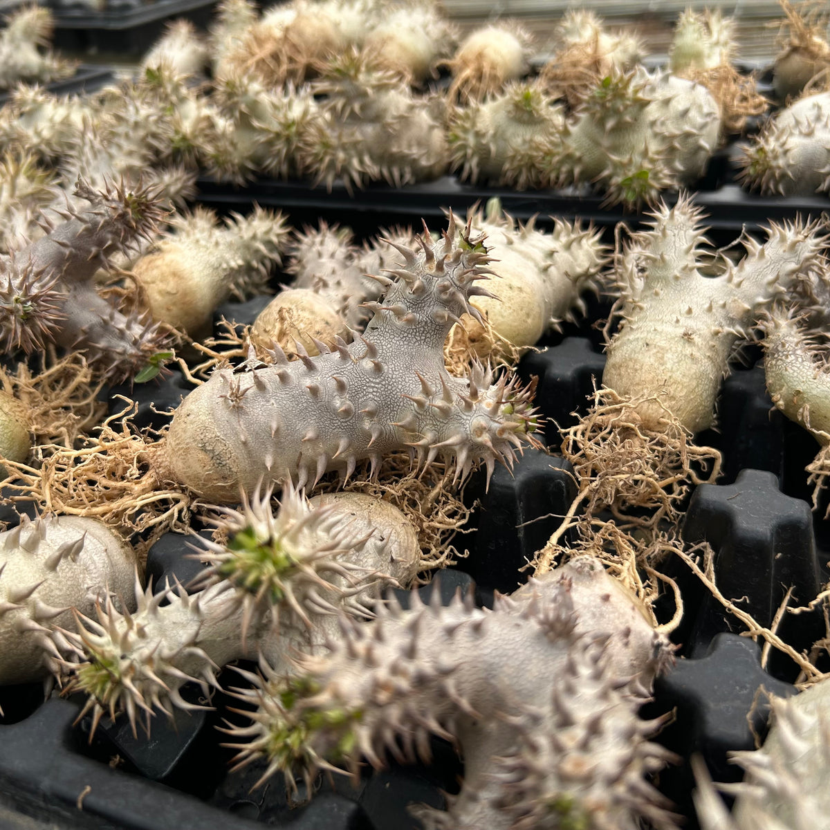 Pachypodium densiflorum x eburneum-Pachypodium-H4-6cm-image-8