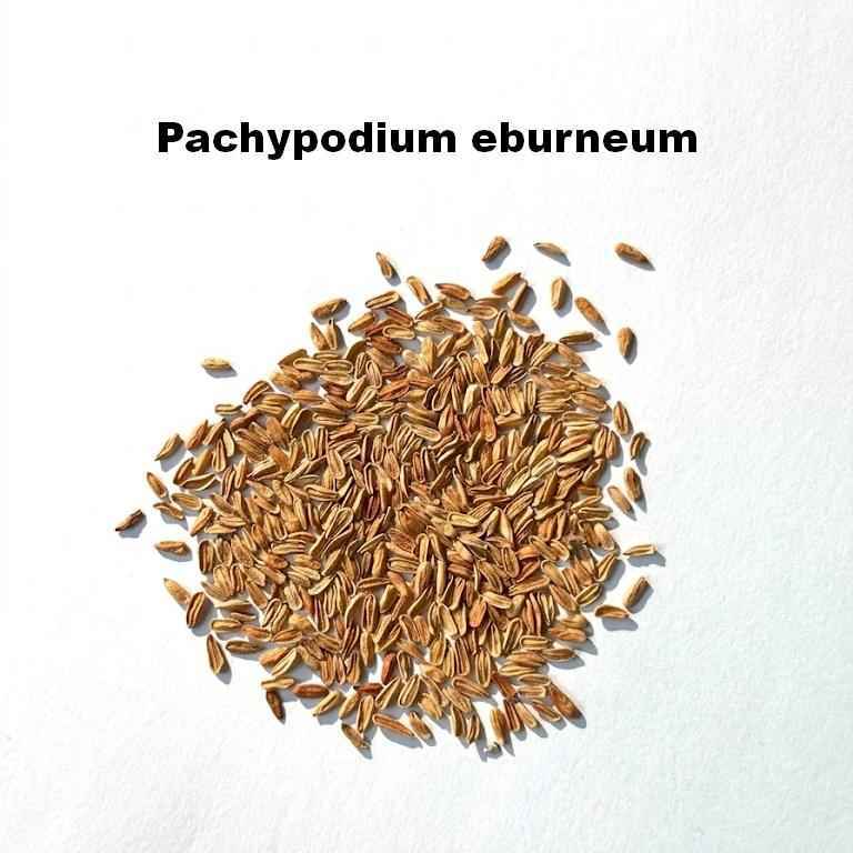 Pachypodium eburneum Seeds-image-1