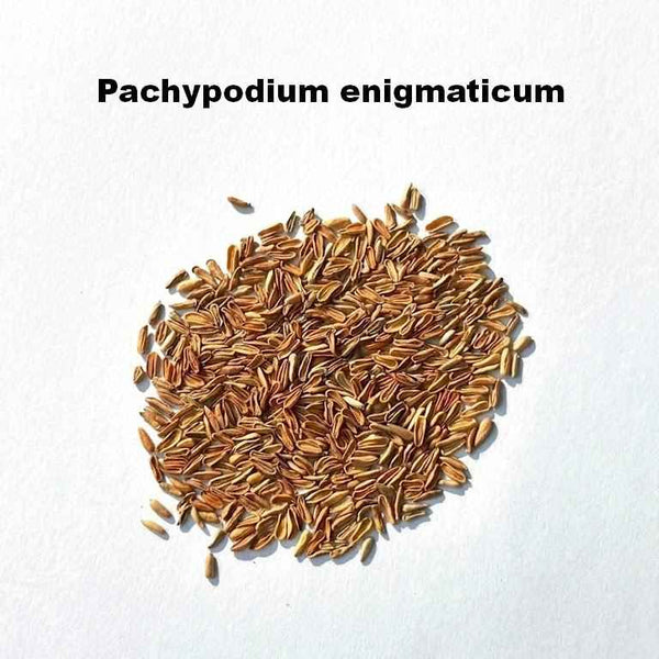 Pachypodium enigmaticum Seeds-image-1