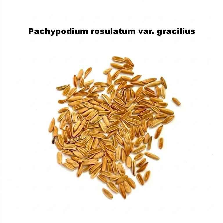 Pachypodium rosulatum var. gracilius Seeds-image-1