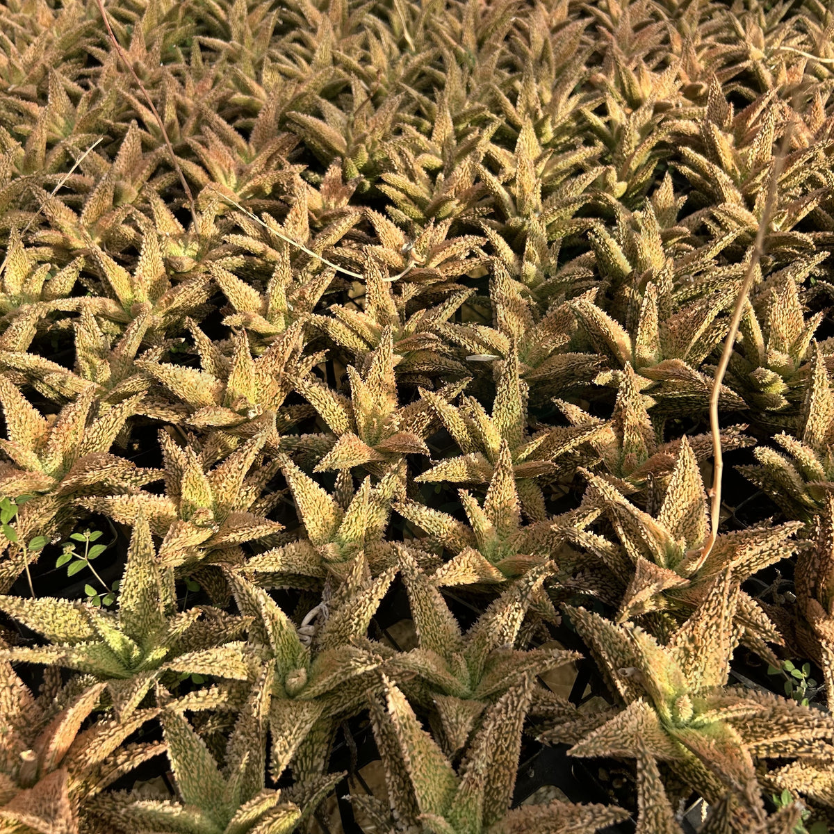 Aloe hybrid