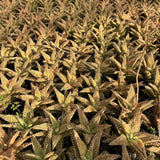 Aloe hybrid