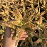 Aloe hybrid