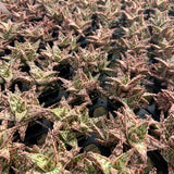 Aloe hybrid