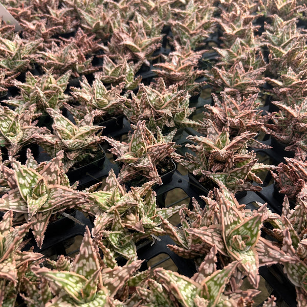 Aloe hybrid