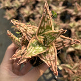 Aloe hybrid